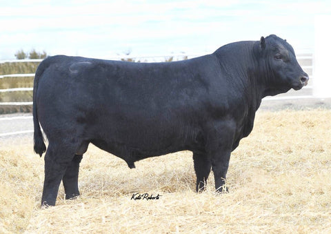 Connealy Clarity - 1 unit