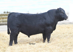 Connealy Clarity - 1 unit