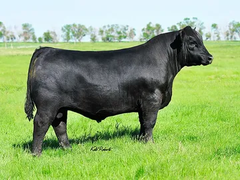 Lot 25: ZH Uptown Girl 831
