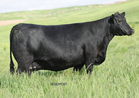 D Lazy T Madame Pride 2306 - Flush