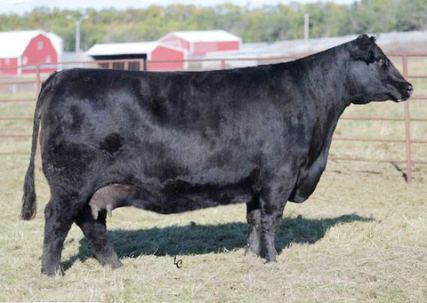 Lot 35: Ellingson Primrose 5083