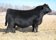Lot 4: Coleman Chloe 975