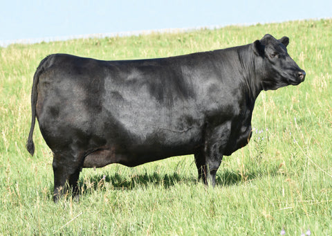 SAV Blackcap May 0588 (6 embryos)