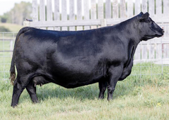 Lot 6: Brooking Abigail 6006