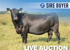 Lot 19: Hawk Emblynette 8531 - 3 Sexed F