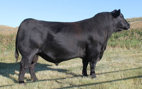 Hoover No Doubt - 10 units