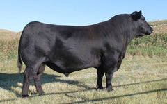 Hoover No Doubt - 10 units