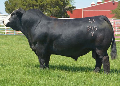 ACW Ironhide – 4 units