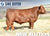 Lot 5: 5L Like A Boss 8986 - 30 Units