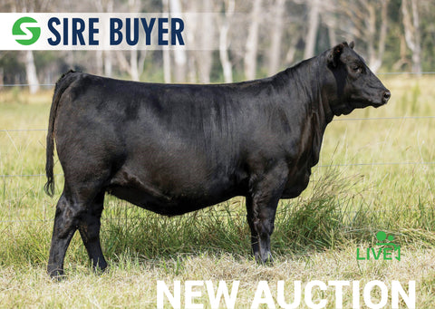 Lot 1:  SAC Pride 3200