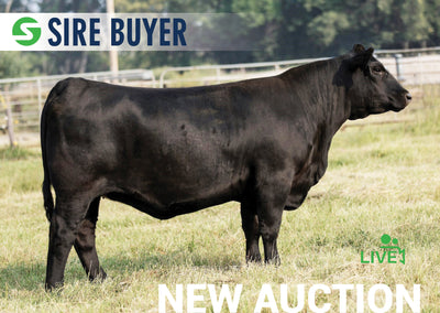 Lot 11:  SAC Emblynette 2801