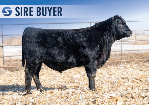 Lot 12: Stock Renown 3040