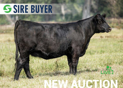 Lot 13:  SAC Emblynette 2021