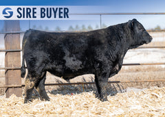 Lot 13: Stock Renown 3038