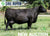 Lot 24:  SAC Emblynette 7201 (Embryos)