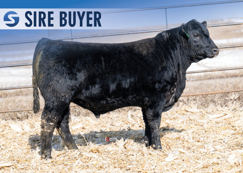 Lot 14: Stock Renown 3037