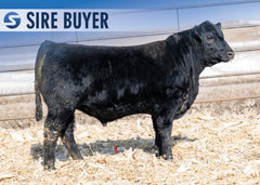 Lot 14: Stock Renown 3037