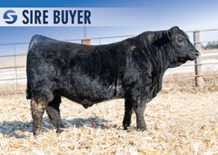 Lot 15: Stock President 3007