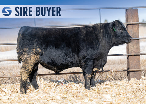 Lot 17: Stock Double Wide 3025