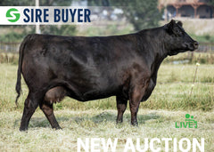 Lot 18:  SAC Bessie Heiress 9101