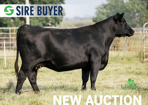 Lot 19:  SAC Blackcap May 0819