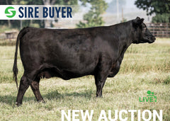 Lot 20:  SAC Blackcap May 1434