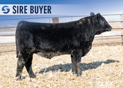 Lot 21:  Stock Rival 3051