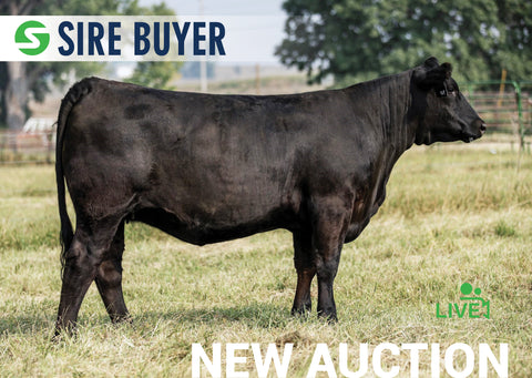 Lot 23:  SAC Donna 2734K