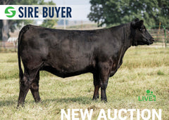 Lot 23:  SAC Donna 2734K