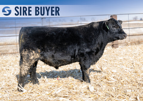 Lot 23:  Stock Mojo 12