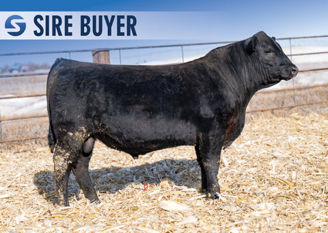 Lot 24:  Stock Mojo 513