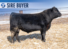 Lot 24:  Stock Mojo 513