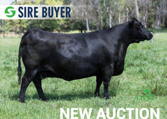 Lot 25:  SAC Emblynette 7302 (Embryos)