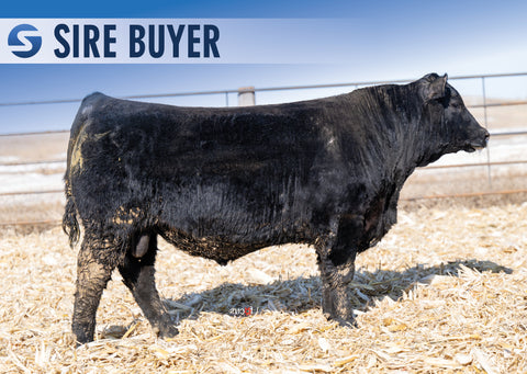 Lot 4: Stock Showman 3001
