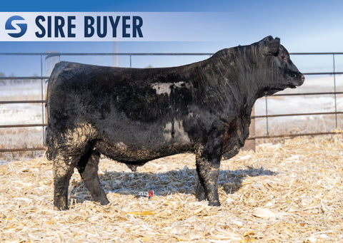 Lot 8: Stock Showman 3047