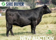 Lot 9:  SAC Emblynette 2310