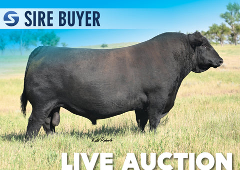 Lot 11: LT Foremost 9451 - 30 Units