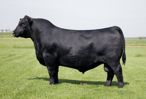 LT Flint 4005 - 10 units