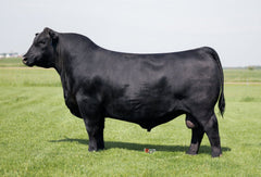 LT Flint 4005 - 10 units