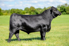 Lot 11: Fireball 5411