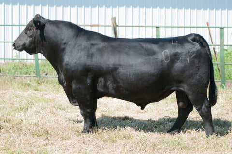 Mill Brae Identified - 1 unit