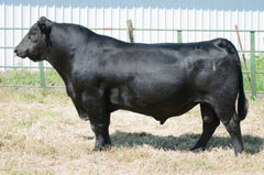 Mill Brae Identified - 1 unit