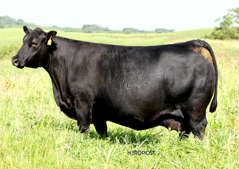 Lot 9: Blackline Montana Dream 8530