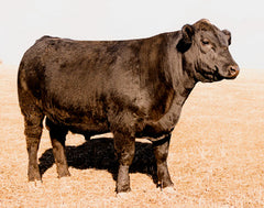 Lot 26: Coleman Donna 4105