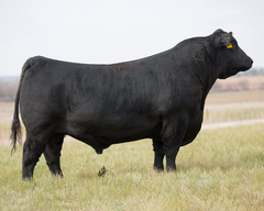 Lot 28: Bar-E-L Rose 99F