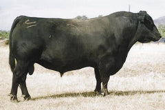 Papa Equator 2928 - 5 units