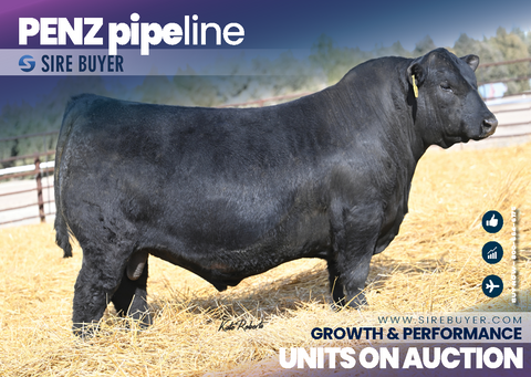 Penz Pipeline 2587 - 25 units
