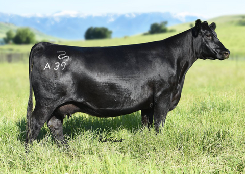 Lot 25: Pine Coulee Forever lady A39