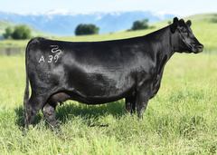 Lot 25: Pine Coulee Forever lady A39