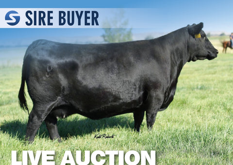 Lot 11: Pine Coulee Patsy A13 - 3 Embryos